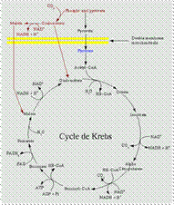 schemakrebs