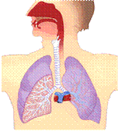 respiration-grand.gif