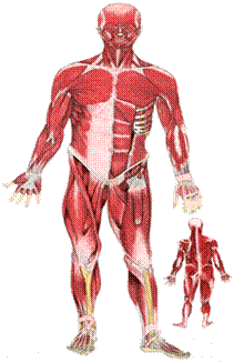 muscles.gif