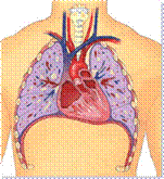 thorax-poitrine.jpg