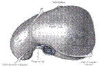 foie vue sup .jpg