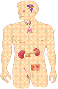systeme-endocrinien.jpg