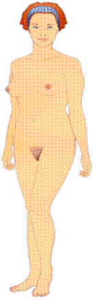 anatomie-femme.gif