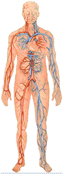 systeme-cardiovasculaire.gif