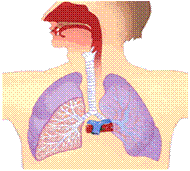 respiration-grand.gif