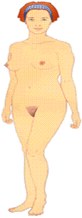 anatomie-femme.gif
