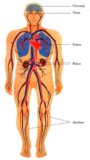 syst cardio.jpg