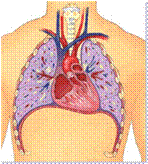 thorax-poitrine.jpg