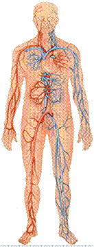 systeme-cardiovasculaire.gif