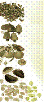 fondhuilejojoba