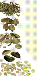 fondhuilejojoba